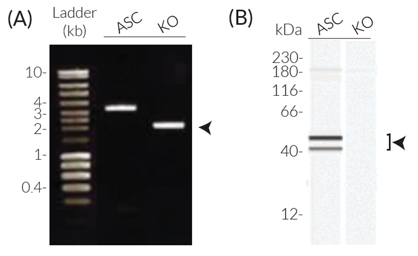 Validation of CASP11 Knockout