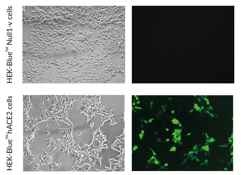 Infection of HEK-Blue™ hACE2 cells by SARS-CoV-2 Spike pseudotyped lentiviral particles