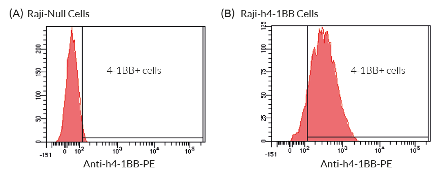 Validation of the expression of human 4-1BB by Raji-h4-1BB cells by flow cytometry