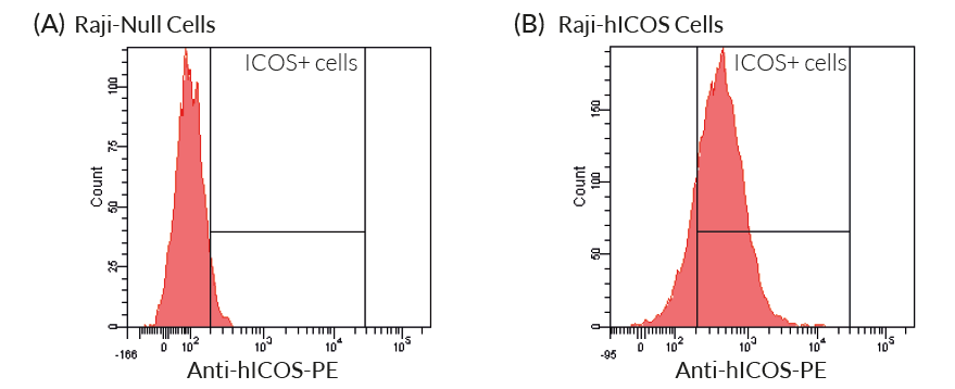 Validation of the expression of human ICOS by Raji-hICOS cells by flow cytometry