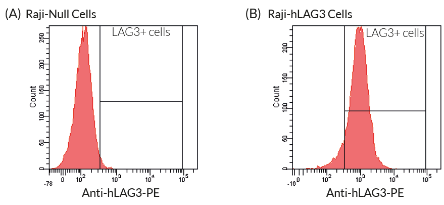 Validation of the expression of human (h)LAG3 by Raji-hLAG3 cells.