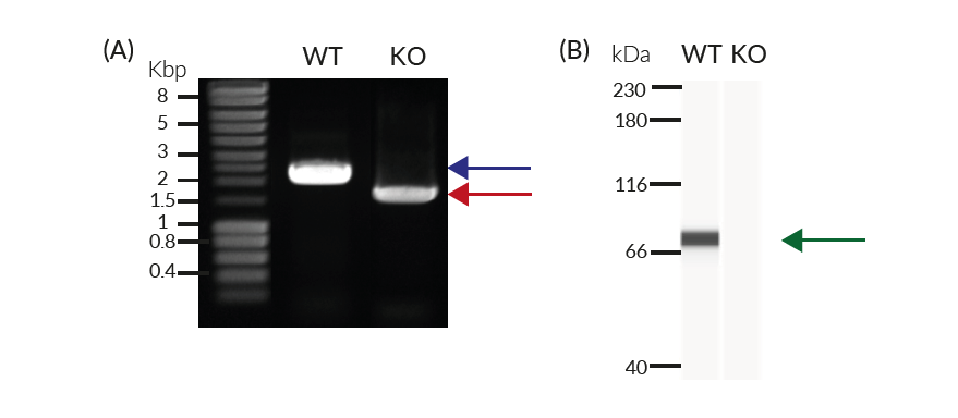 Validation of IKKε KO by PCR and Western blot