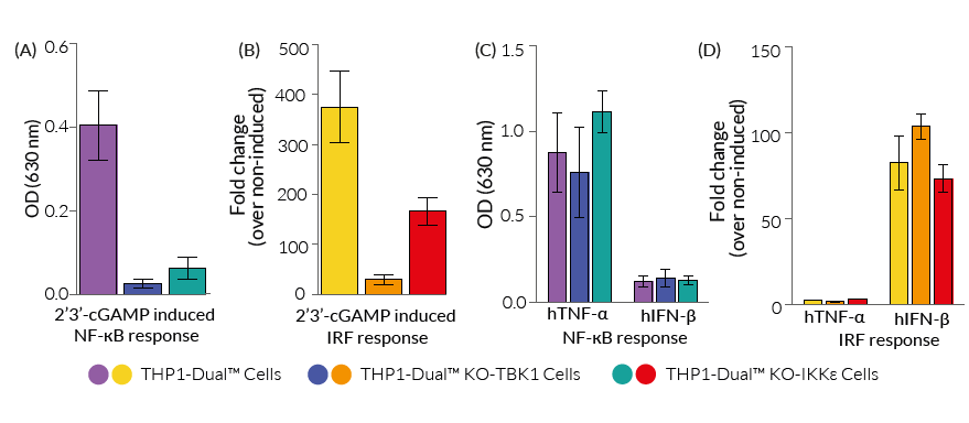 Functional validation of IKKε knockout (NF-κB and IRF response)