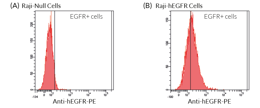 Validation of hEGFR expression by flow cytometry