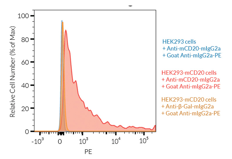 Validation of Anti-mCD20-mIgG2a InvivoFit™ binding by FACS