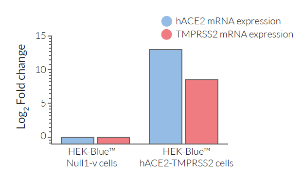 ACE2 and TMPRSS2 overexpression by RT-qPCR