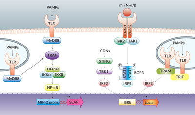 RAW Dual pathway