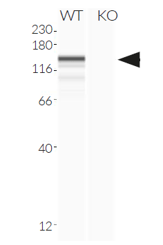 Validation of MDA-5 knockout by Western blot (Wes™)
