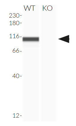 Validation of RIG-I knockout by Western blot (Wes™)