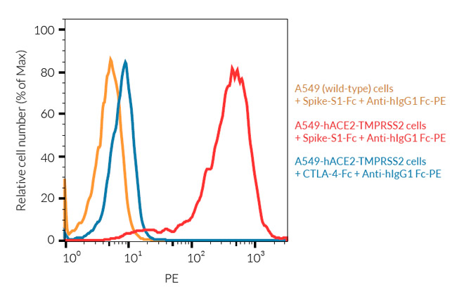 Validation of ACE2 surface expression on A549-hACE2-TMPRSS2 cells by FACS