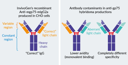 InvivoGen’s Anti-mgp75-mIgG2a InvivoFit™ antibody
