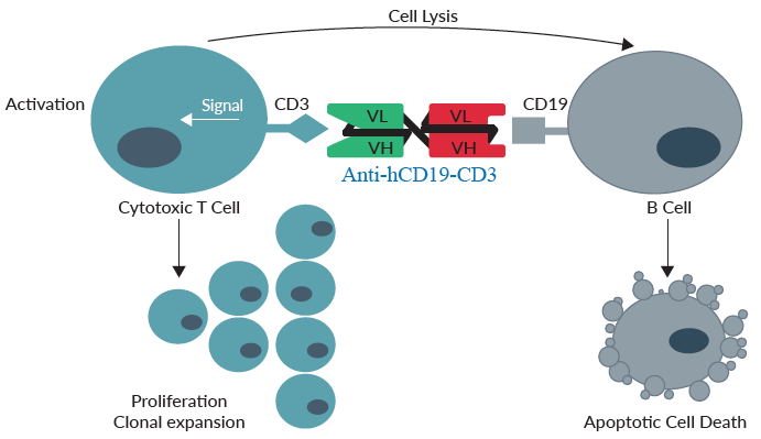 Anti-hCD19-CD3 binds to hCD3 on T cells and to hCD19 on B cells