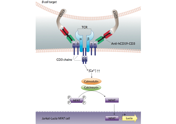 Jurkat-Lucia™ NFAT cell activation