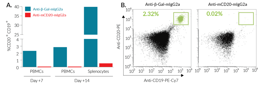 Validation of in vivo B cell depletion using Anti-mCD20-mIgG2a InvivoFit™