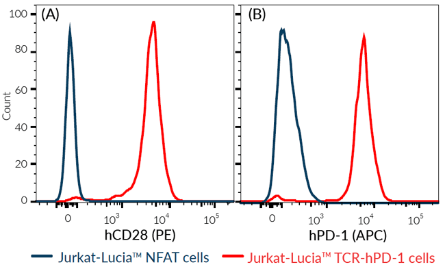 CD28 and PD-1 expression on Jurkat-Lucia™ TCR-hPD-1 cells