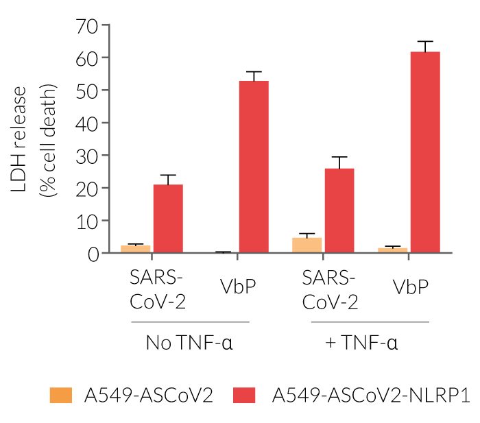 Pyroptotic cell death upon NLRP1 inflammasome activation