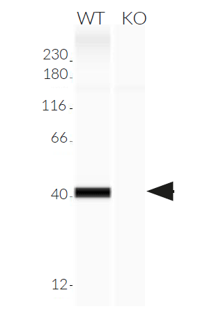 Validation of IRF5 knockout by Western blot (Wes™)