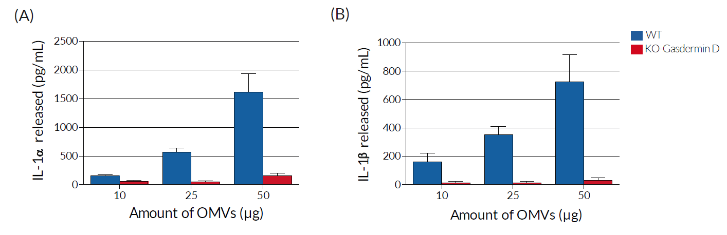 In vivo evaluation of non-canonical caspase 11 inflammasome activation