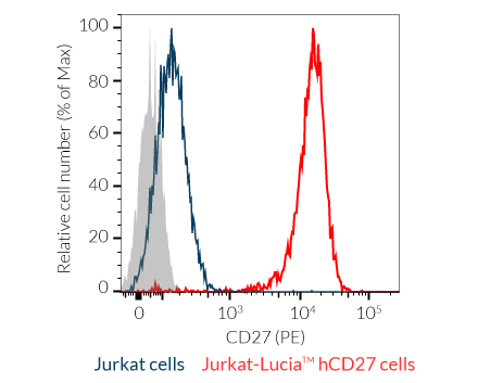 CD27 expression on Jurkat-Lucia™ hCD27 cells