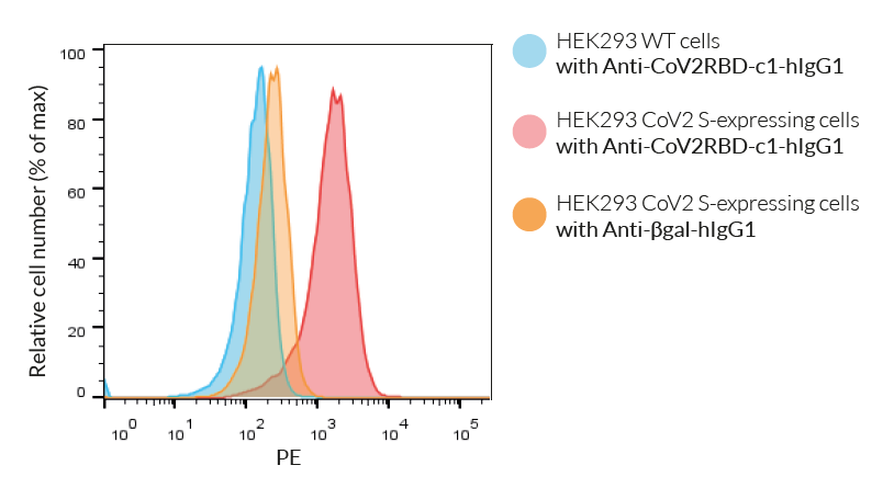 Validation of binding to SARS-CoV-2 spike-expressing cells