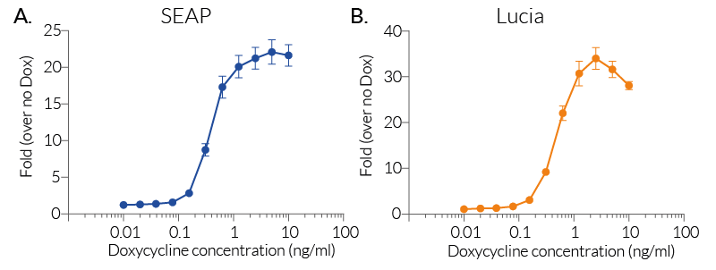 Doxycycline-mediated gene expression in HEK-RepTor™ cells
