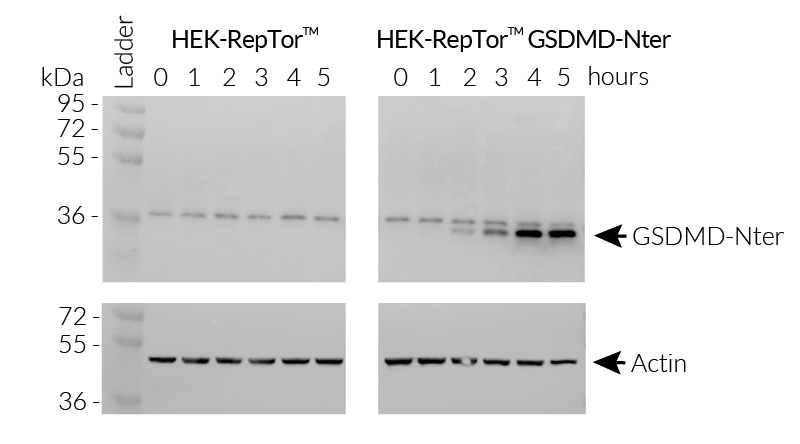 Inducible GSDMD-Nter expression