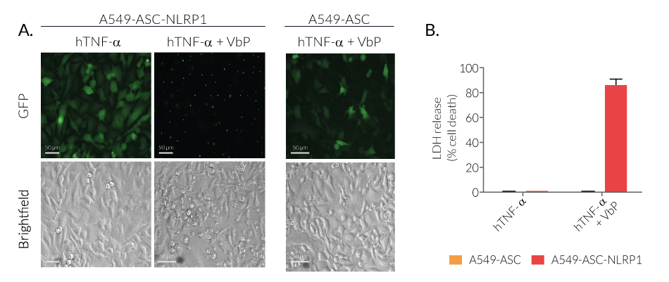 Monitoring of ASC speck formation and pyroptosis upon NLRP1 activation using Val-boroPro