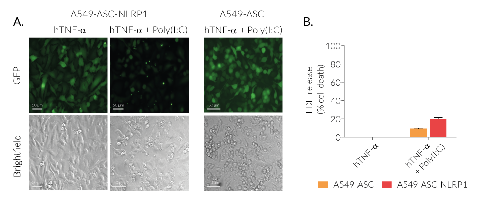 Monitoring of ASC speck formation and pyroptosis upon NLRP1 activation using Poly(I:C)