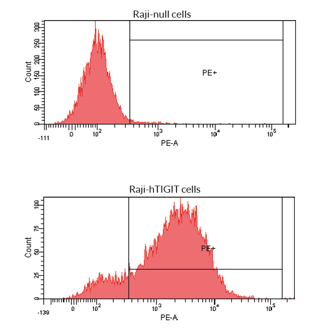 Binding of Anti-hTIGIT-hIgG1NQ to target cells