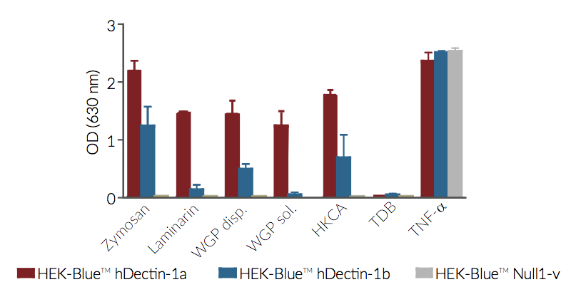 Evaluation of NF-κB responses to Dectin-1 ligands