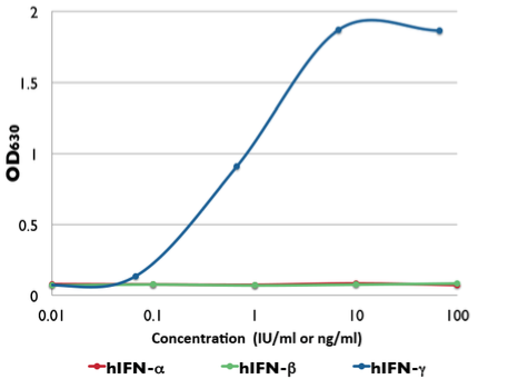 Response of HEK-Blue™ IFN-γ cells to type I IFNs and IFN-γ 