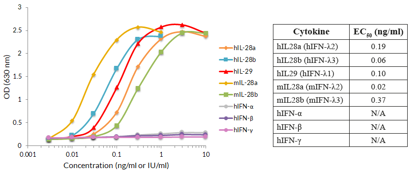Response of HEK-Blue™ IFN-λ cells to IFNs