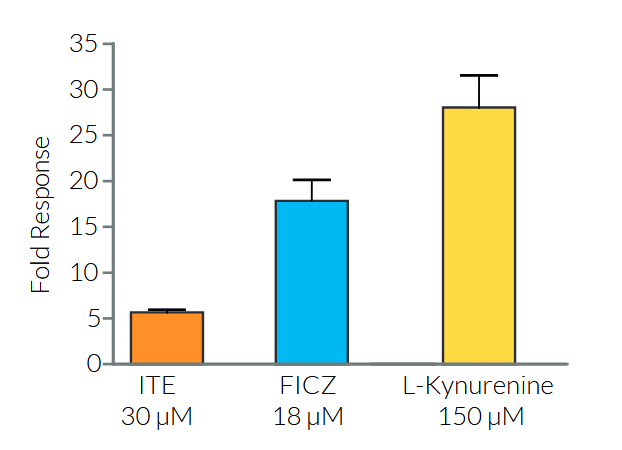 Evaluation of AhR-induced responses in HepG2-Lucia™ AhR cells