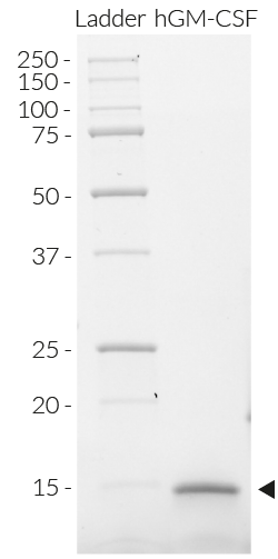 Detection of human GM-CSF by SDS-PAGE