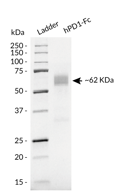 hPD1-Fc analysis by SDS-PAGE