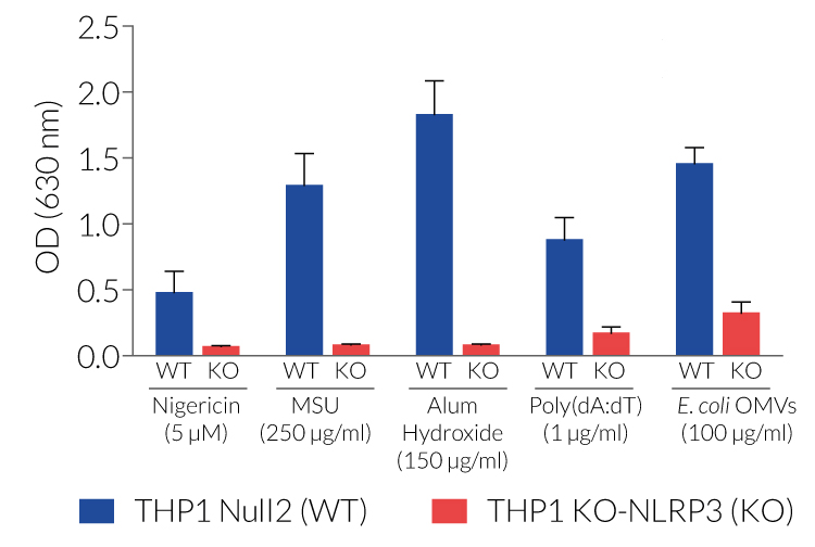 Absence of mature IL-1β secretion in THP1-KO-NLRP3 cells 