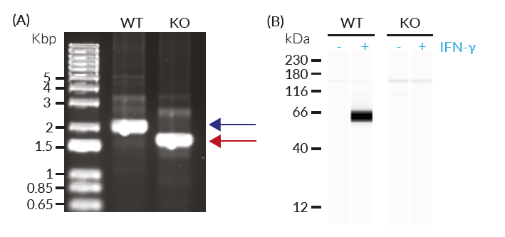 Validation of IRF7 KO