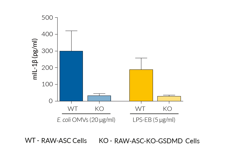 Absence of mature IL-1β secretion in KO cells upon non-canonical inflammasome activation