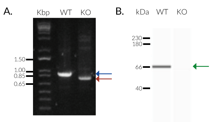 Validation of SAMHD1 knockout 