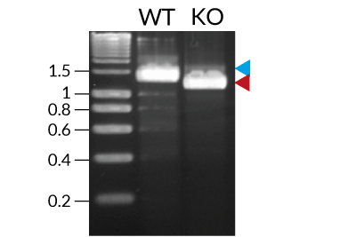 PCR validation of TLR4 KO