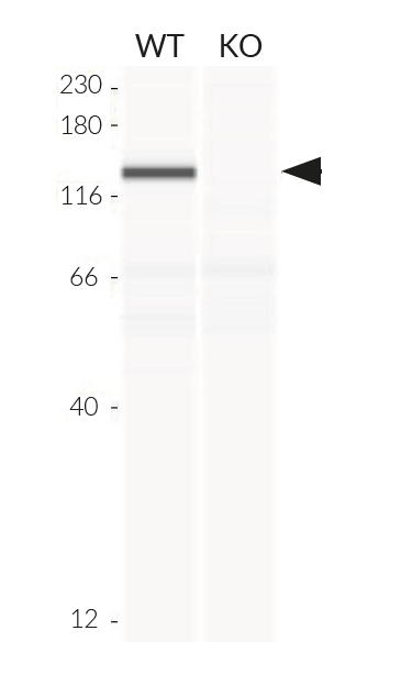 Validation of MDA-5 knockout by Western blot (Wes™)