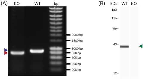 Validation of MyD88 knockout