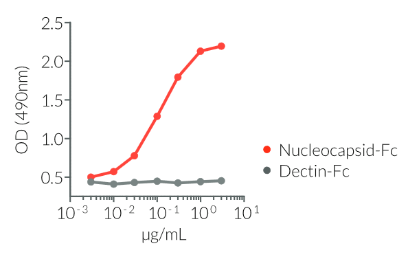 Recognition of Nucleocapsid-Fc by anAnti-SARS-CoV-Nucleocaspid mouse IgG1