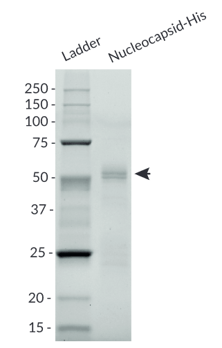 Nucleocaspid-His purity analysis by SDS-PAGE