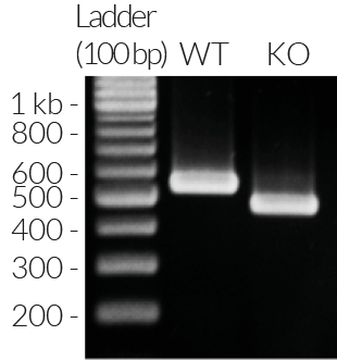 Validation of IRF5 knockout by PCR