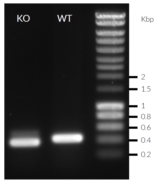 Validation of IRF7 knockout by PCR