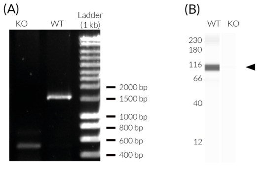 Validation of IFI16 knockout