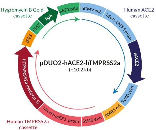 Schematic of pDUO1-hACE2-hTMPRSS2a expression vector