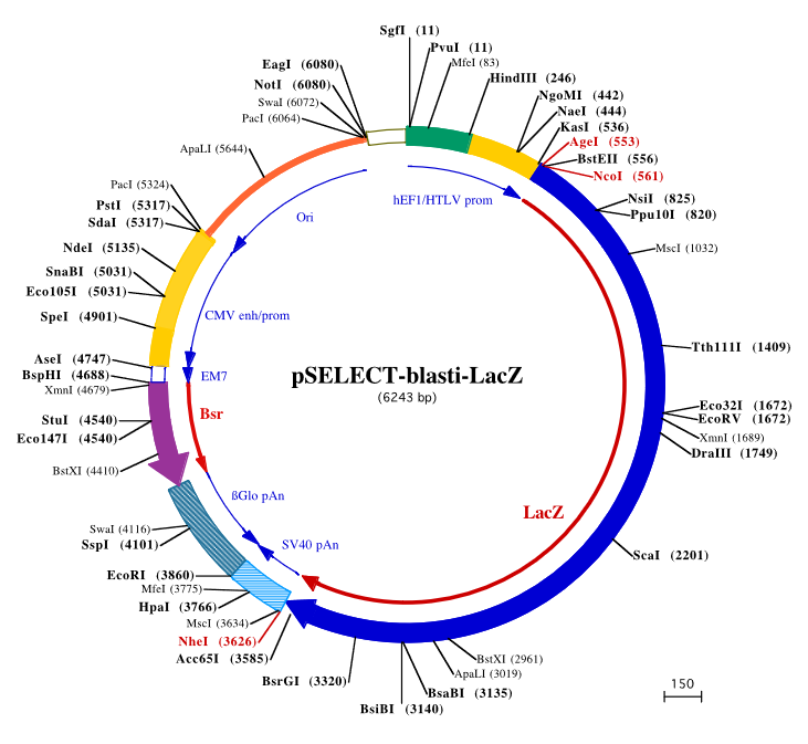 pSELECT-blasti-LacZ-InvivoGen