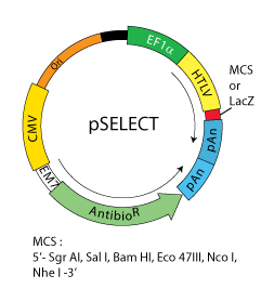 pSELECT InvivoGen